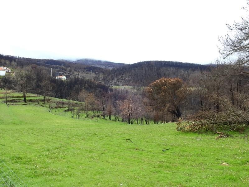 Formozinho (80)