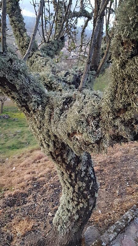 CelsoMendes (55)