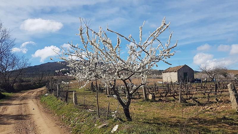 CelsoMendes (70)