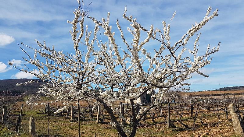 CelsoMendes (75)