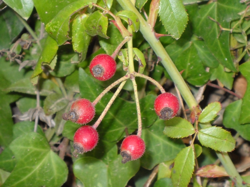 DSCN1519