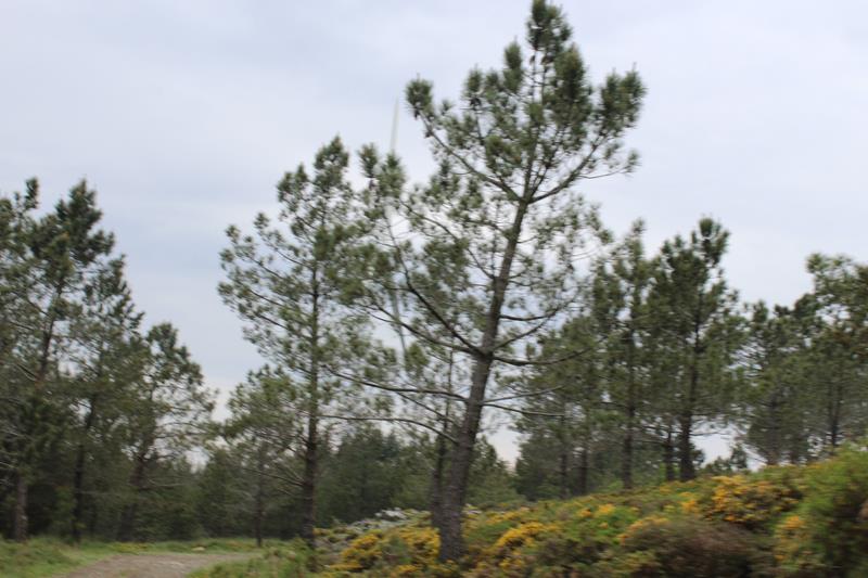 IMG 1362 (Copy)
