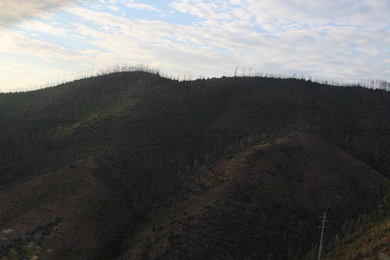 IMG 1445 (Copy)
