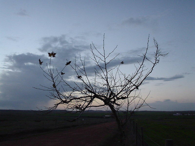 DSC02926