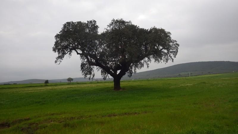 bmps (130)