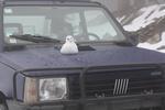 IMG 0005