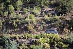 IMG-0393