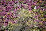 mini IMG 0951