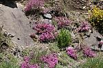 mini IMG 0961