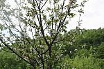 mini IMG 1017