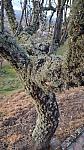 CelsoMendes (55)