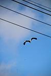 IMG 2784