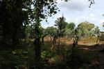IMG 1082 (Copy)