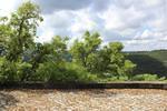IMG 1119 (Copy)