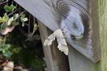 IMG 1143 (Copy)