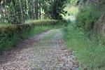 IMG 1146 (Copy)