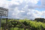 IMG 1185 (Copy)