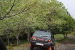 IMG 1330 (Copy)