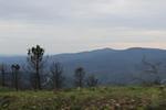 IMG 1398 (Copy)