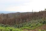 IMG 1406 (Copy)