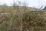 IMG 6764