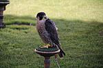 mini IMG 0749