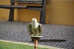mini IMG 0752