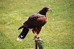 mini IMG 0756