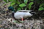 IMG 3160