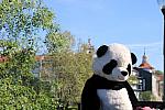 IMG 3166